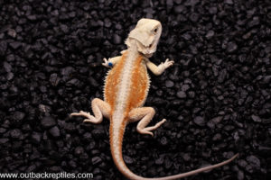 Witblit Bearded Dragon