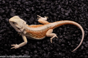 Witblit Bearded Dragon