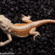 Witblit Bearded Dragon
