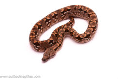 dumerils boa