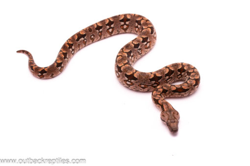 dumerils boa