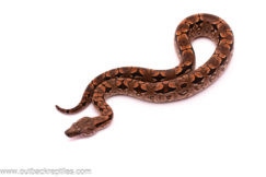 dumerils boa