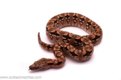 dumerils boa