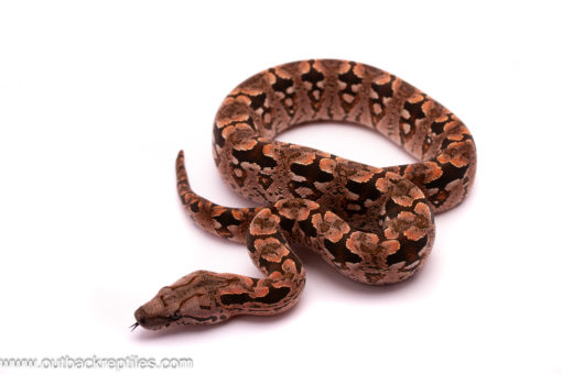 dumerils boa