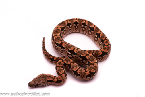 dumerils boa