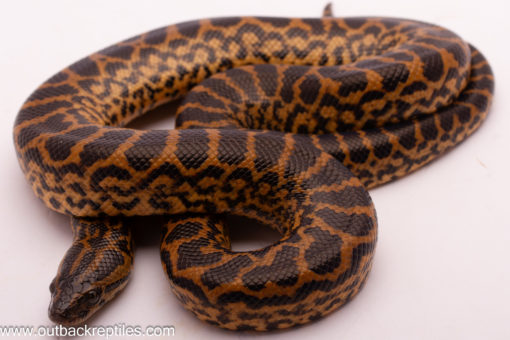 Yellow Anaconda