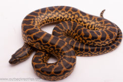 Yellow Anaconda