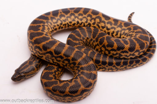 Yellow Anaconda