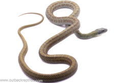 Adult Japanese Ratsnake - Female