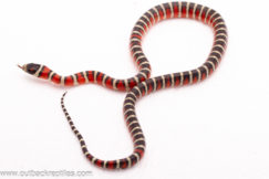2025 Arizona Mountain Kingsnake- Female