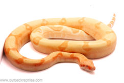 Adult Sunglow Boa- Female