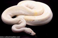 Champagne Cinnamon Lesser- Male