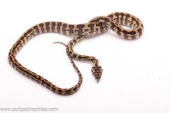 2024 Coastal Tiger Stripe Het. Axanthic Carpet Python- Male