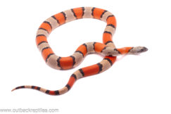 Gray Banded Kingsnake- Male