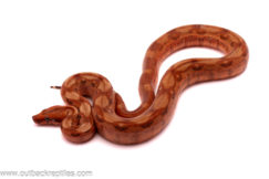 2025 Hypo Boa- Female