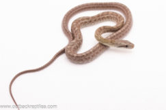 2025 Japanese Ratsnake Het. Albino- Female