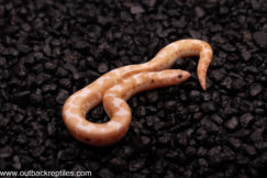 2025 Snow Paradox Kenyan- Male 1