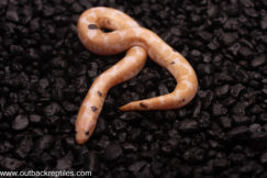 2025 Snow Paradox Kenyan- Male 2