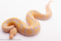 Lavender Het. Pied- Male