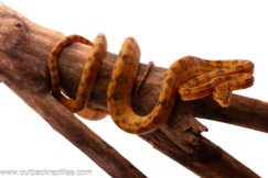 Juvenile Orange Amazon Tree Boa -Male