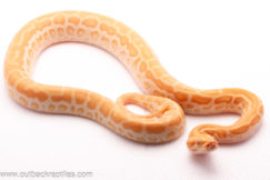 2025 Pearl Burmese Python-Female