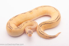 Pastel Enchi Champagne Het. Desert Ghost- Male