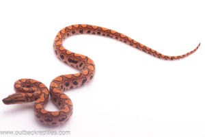 Brazilian Rainbow Boa