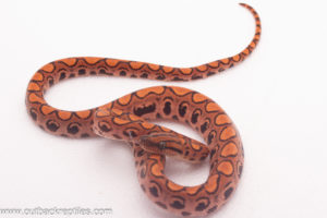 Brazilian Rainbow Boa