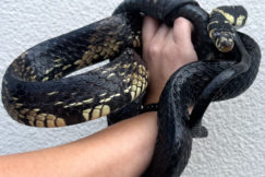 Tiger Rat Snake- Female