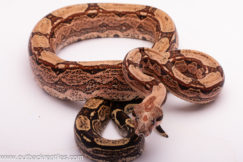 2023 Arabesque Boa- Male