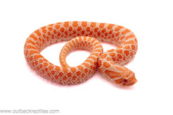 2025 Albino Western Hognose-Male