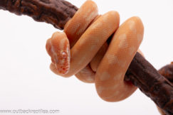 2025 Albino Carpet Python- Male