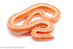 2025 Limburg Albino Rosy Boa- Male