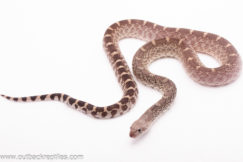 2024 Ballum Line Miami Axanthic Bullsnake- Male