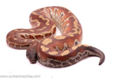 2020 Red Blood Python- Female