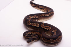 Super Blackhead Ball Python- Female