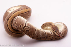 Pinstripe Het. Clown Ball Python- Female