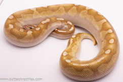 Silver Streak Lesser Ball Python- Female