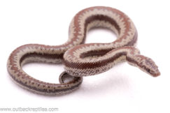 2025 Coastal Rosy Boa- Female