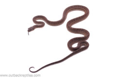 2025 Dominican Boa- Male