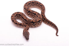 2025 Dumerils Boa- Female