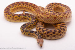 2022 Pacific Gopher Snake-Male