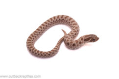 2025 Arctic Het. Albino Western Hognose-Female