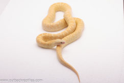 2024 Hypo Albino Brook's Kingsnake-Male