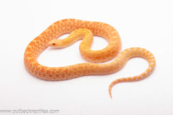 2025 Trumbower Line Hybino Het. Red Bullsnake - Male