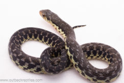 2025 Giant Madagascar Hognose- Female