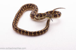 2025 Papuan Carpet Python- Female