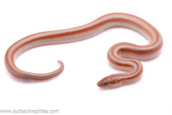 2025 San Felipe Rosy Boa- Male