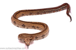 2023 Striped Leopard Boa- Female