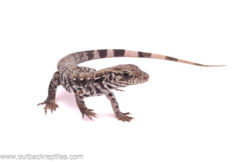 2025 Anery Tegu